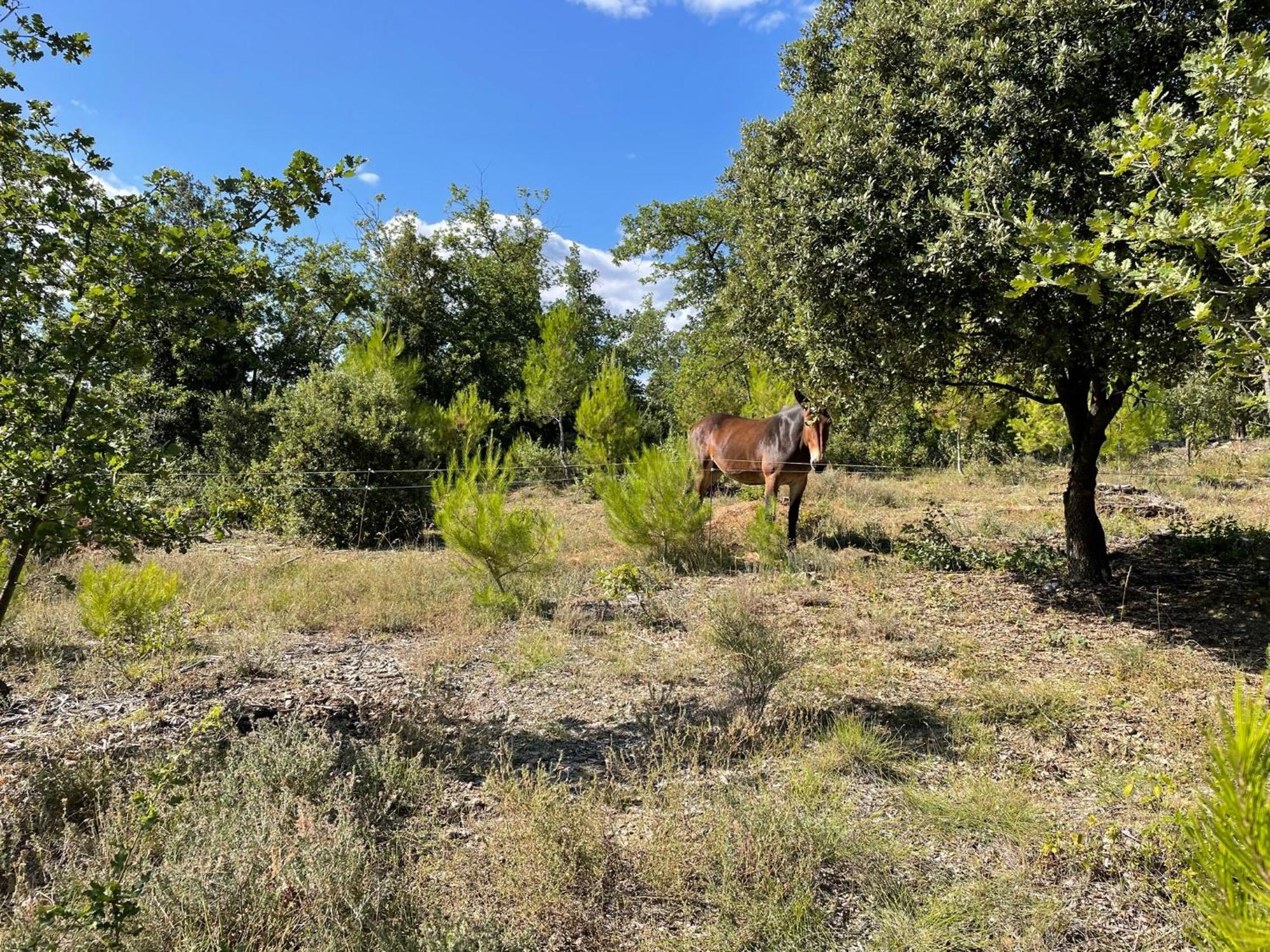 Bed and Breakfast Les Yourtes De Provence Saint-Paulet-de-Caisson Экстерьер фото