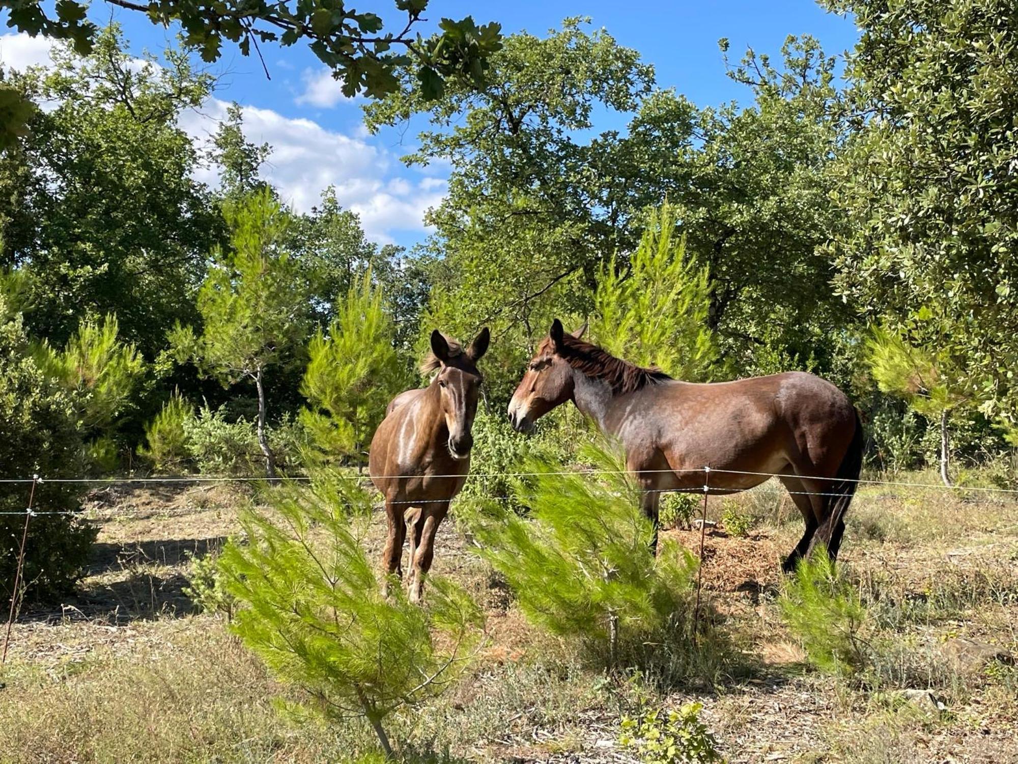 Bed and Breakfast Les Yourtes De Provence Saint-Paulet-de-Caisson Экстерьер фото